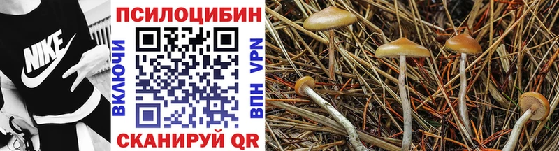 наркошоп  Мценск  Галлюциногенные грибы Psilocybine cubensis 